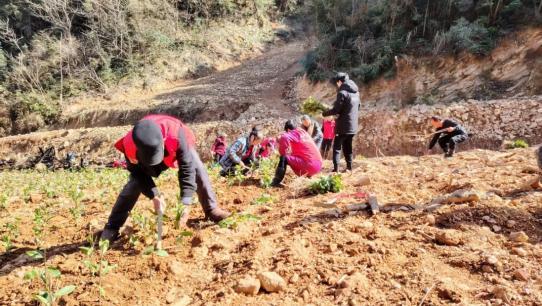 杯清茶背后的乡村振兴答卷爱游戏平台株洲醴