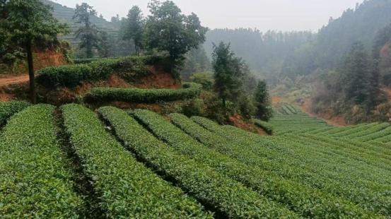 杯清茶背后的乡村振兴答卷爱游戏平台株洲醴陵:一(图2) 杯清茶背后的乡村振兴答卷爱游戏平台株洲醴陵:一(图2)